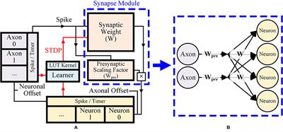 Efficient Synapse Memory Structure for Reconfigurable Digital Neuromorphic Hardware